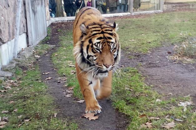We wrocławskim ZOO tygrys zabił opiekuna