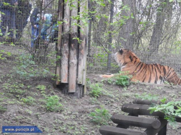 Dręczył tygrysa w poznańskim ZOO. Sam zgłosił się na policję